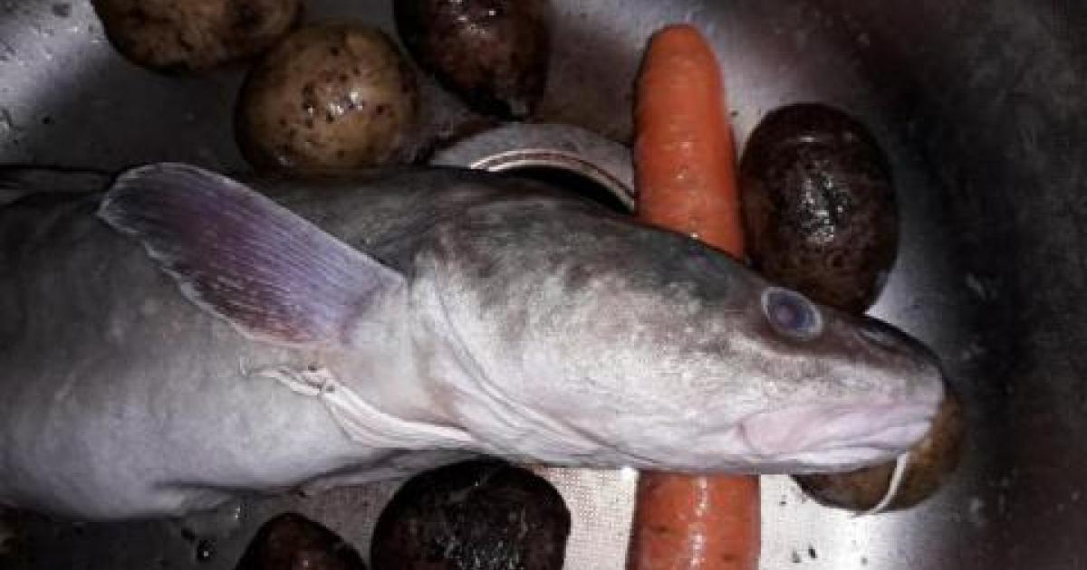 Зимняя рыбалка на налима - ловим и готовим