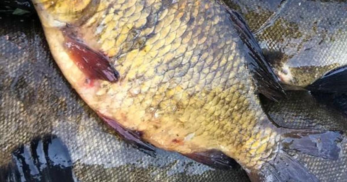 Carassius carassius