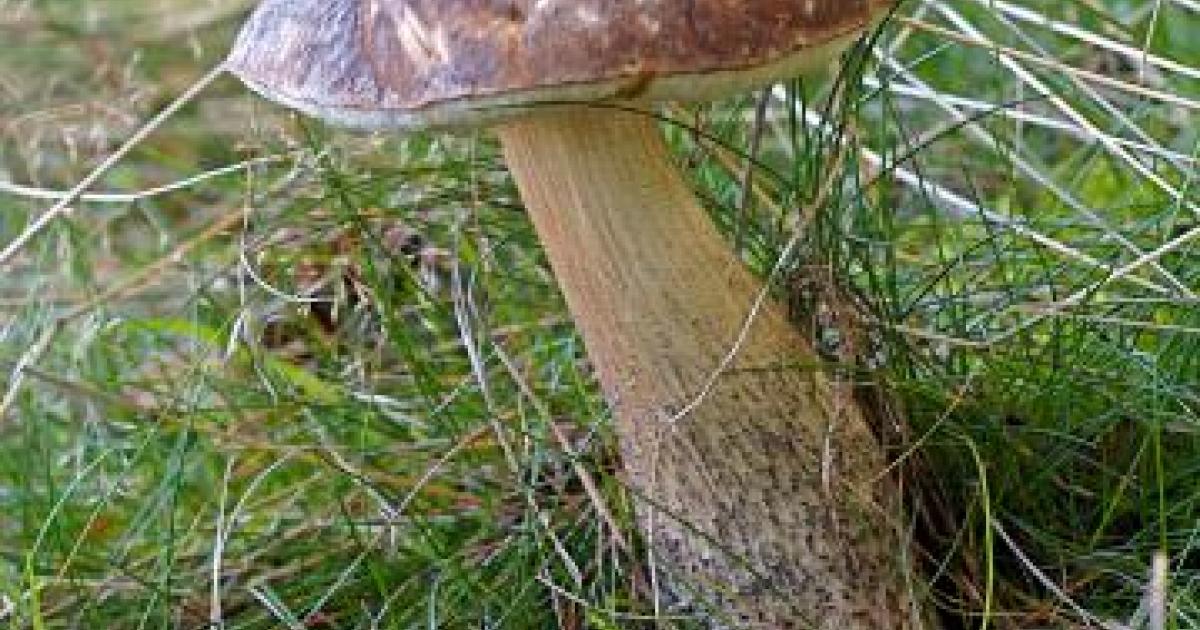 Автор: I, Jörg Hempel, CC BY-SA 2.0 de, https://commons.wikimedia.org/w/index.php?curid=2764059