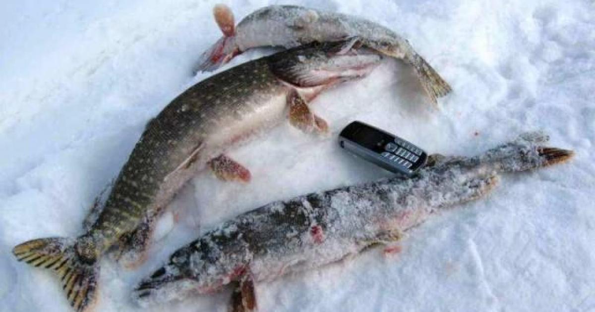 Щуки на снегу